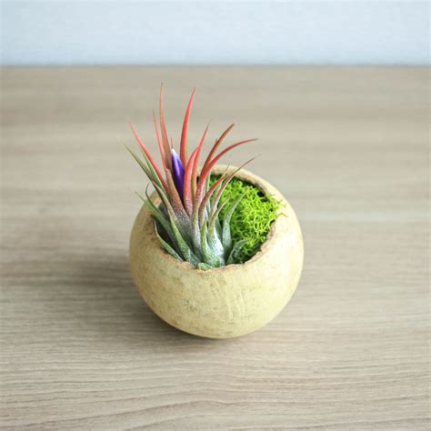 Wholesale Natural Seed Pod Containers With Custom Tillandsia Air Pla