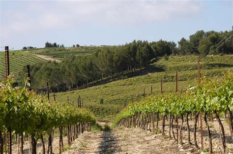 Gush Etzion Winery - Winery in Judea | Winetourism.com