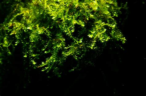 Плачущий мох: содержание и размножение, использование, фото-обзор