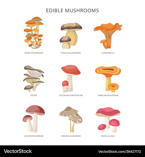 Types Of Mushrooms With Names And Pictures