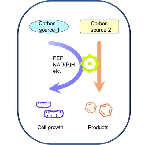 The Strategies For Co Utilization Of Different Carbon Sources In Microbes Download Scientific