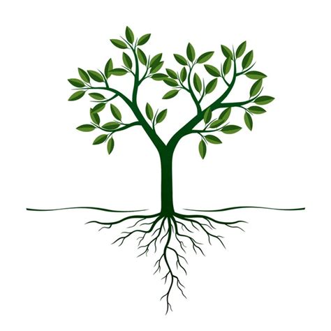 Green Spring Tree With Roots Vector Illustration Stock Vector By