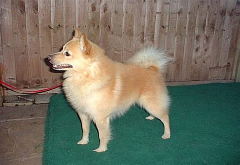 cream schipperkes competition entries  schipperke club