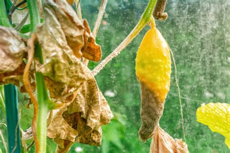 Sklerotinia Welke Und F Ule Erkennen Und Vorbeugen Myhomebook