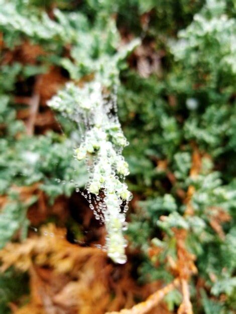 Premium Photo | Close-up of lichen on plant