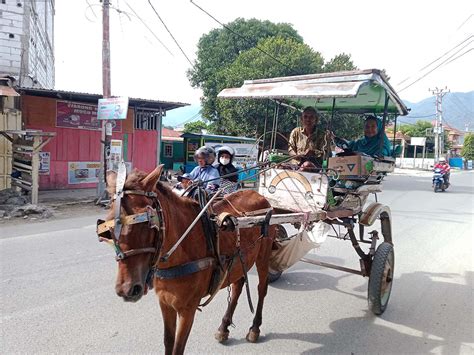 Kusir Dokar Bertahan Di Tengah Gempuran Transportasi Modern TUTURA ID