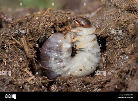 Dung Beetle Larva High Resolution Stock Photography And Images Alamy