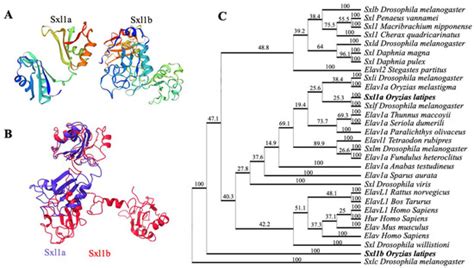 Ijms Free Full Text Sex Lethal Gene Manipulates Gonadal Development