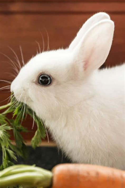 A Bunny Lover’s Guide to White Rabbit Breeds