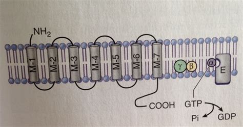 Chapter Signal Transduction Flashcards Quizlet