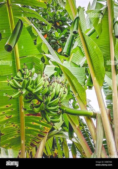 Mature Banana Plant Infested With Banana Skipper The Rolled Banana Leaves Caused By Caterpillar
