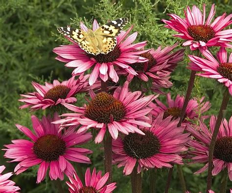 Echinacea Purpurea Fatal Attraction Coneflower Garden Center Marketing