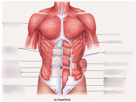 Muscle Labeling Diagram Quizlet