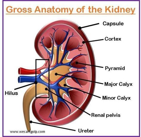 Anatomy of the Kidney - We Care