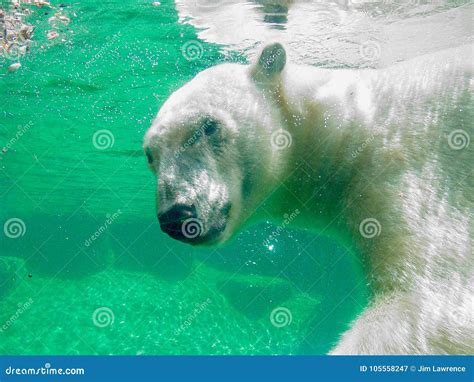 Polar Bear Underwater stock image. Image of swimming - 105558247