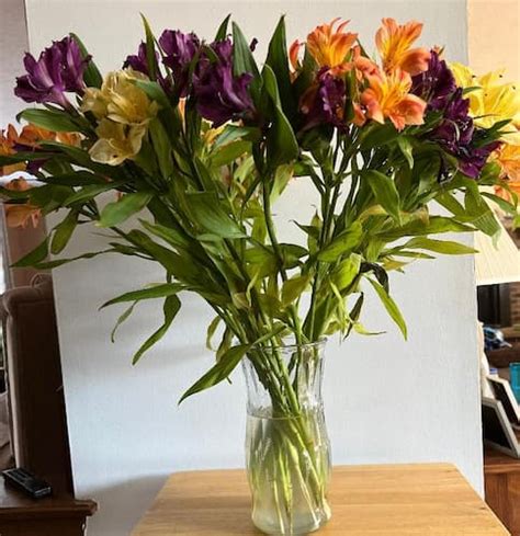 cut flower care   care  cut flowers indoor vases