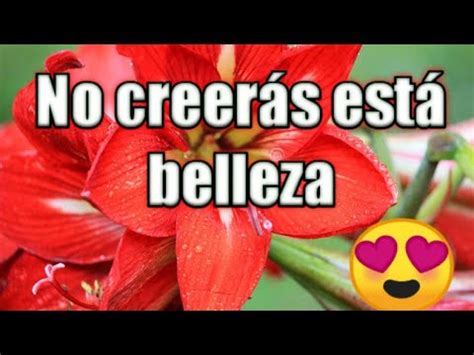 Vicitando Un Hermoso Vivero Donde Encontre Lindas Flores Youtube