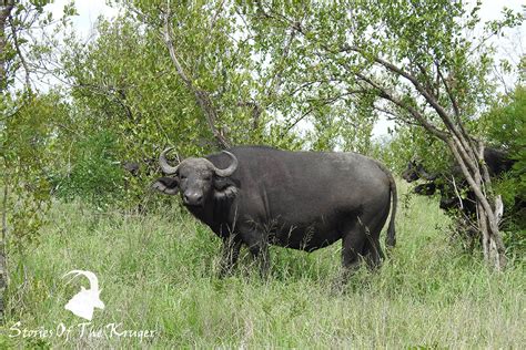 African Buffalo Kruger National Park • Stories Of The Kruger