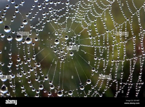 Water Drops From The Morning Dew Are Attached To A Spiders Web At