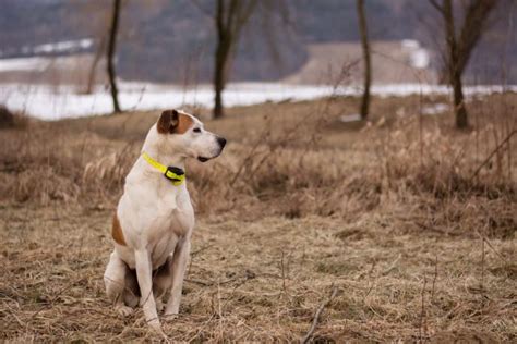 10 Best Light-Up And Reflective Dog Collars