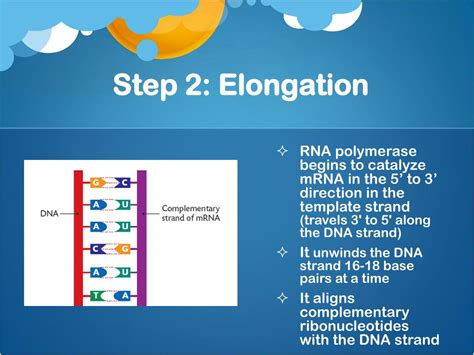 Ppt Nucleic Acids Dna Replication And Transcription Powerpoint Presentation Id 2055871