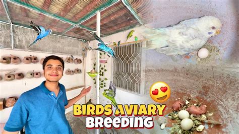 Finally Budgies Parrots🦜na Apny Bachy Nikal Liya 🥰 Youtube