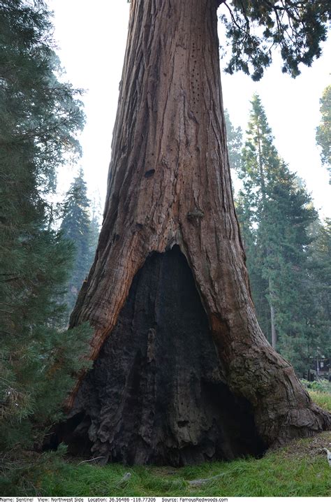 Sentinel Tree - Famous Redwoods