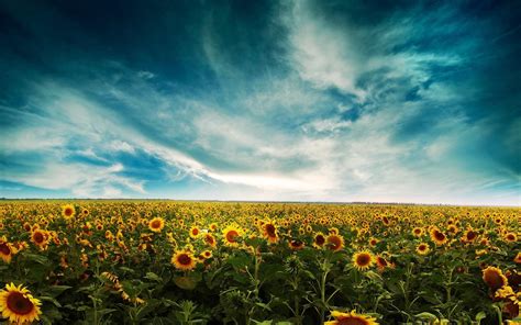 Sunflower Garden Wallpapers - Wallpaper Cave