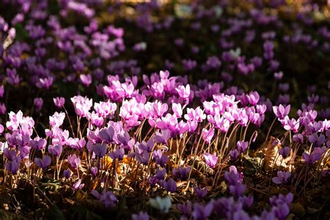 Piante Che Fioriscono Tutto Lanno E Rendono La Casa Bella E Profumata