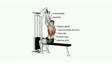 Close Grip V-Bar Pulldown: How to Do & Muscles Worked