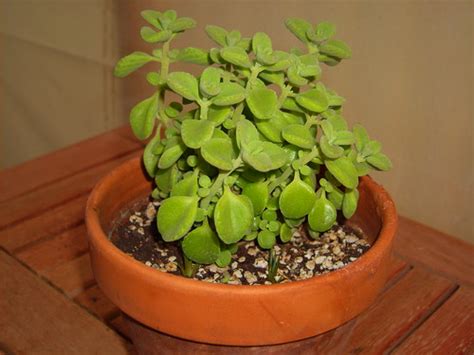 Plectranthus Socotranus Highly Aromatic Mint Related Plant Flickr