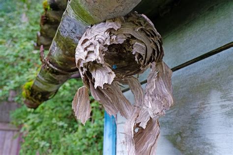 Jak usunąć gniazdo szerszeni Kobieta w INTERIA PL