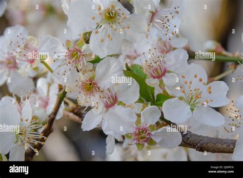 The Japanese cherry blossom is one of the most important symbols of ...