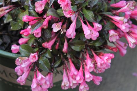 Weigela – Wilson's Garden Center