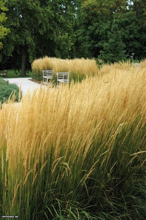 Feather Reed Grass Calamagrostis X Acutiflora Karl Foerster Hgtv Gardens Ornamental