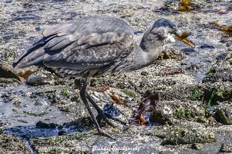 Michael Ostrogorsky Ph D On Twitter Great Blue Heron Chowing Down