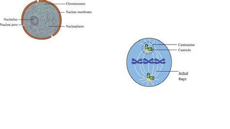 Describe The Structure Of A Nucleus