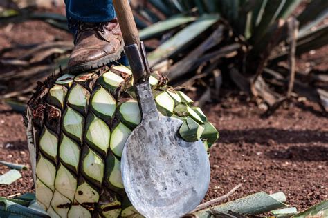 Tequila vs. Mezcal: Understanding Sustainability In Their Production | The Momentum