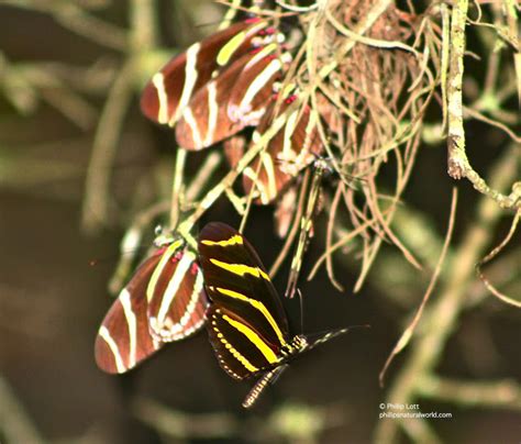 The Zebra Longwing : Biological Science Picture Directory – Pulpbits.net