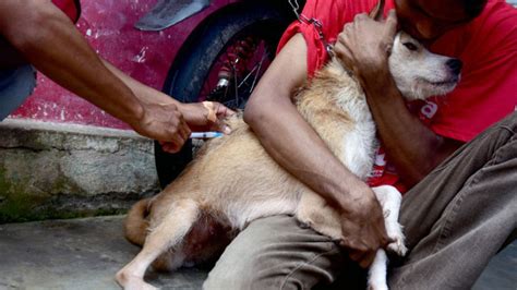 Kasus Gigitan Hewan Penular Rabies Terjadi Di Sikka Ntt Hingga