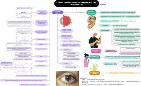 Cambios Fisiol Gicos Del Sistema Sensorial En El Adulto Mayor Yazmin