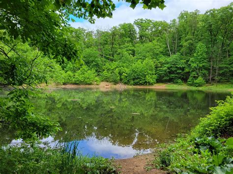 boyd big tree preserve