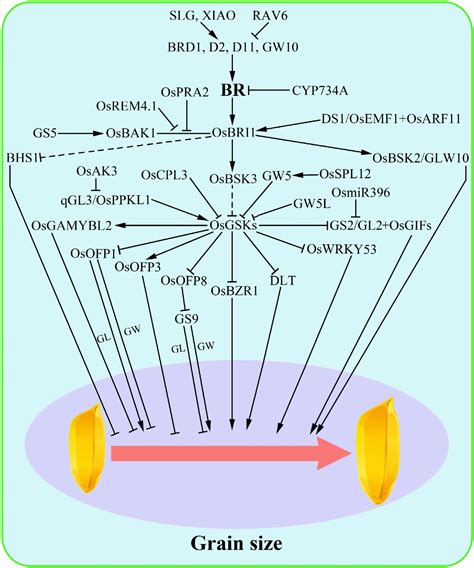 Brassinosteroid Regulation In Rice Seed Biology