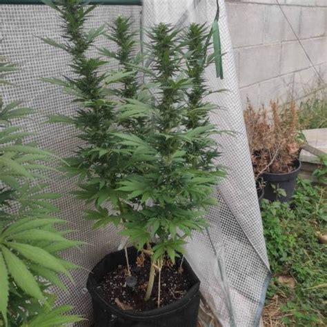 Zamnesia Seeds Runtz Grow Journal Week By Dingle Dangle Growdiaries