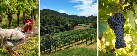 Azienda Agricola Cecchetto Giorgio Il Salone Della CSR E Dell