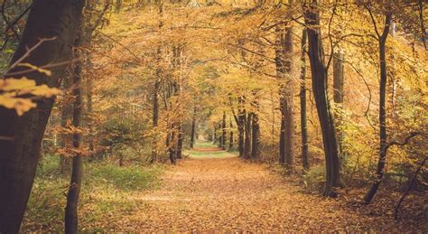 FORESTS IN MICHIGAN | Michigan Forests