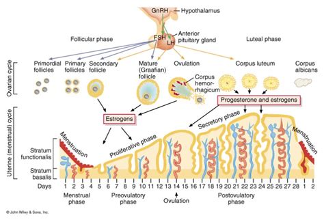 Ovarian Cycle Menstrual Cycle Online Biology Notes