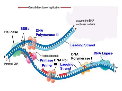 Ppt Dna Replication Powerpoint Presentation Free Download Id6015300