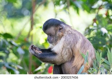 1,100 Nail Monkey Images, Stock Photos & Vectors | Shutterstock