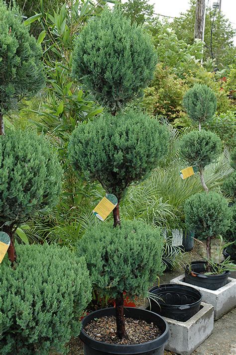 Blue Point Juniper Juniperus Chinensis Blue Point In Reno Sparks